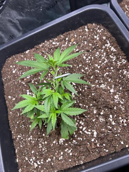 25 Liter Steckling/Cutting Grow. Week 2