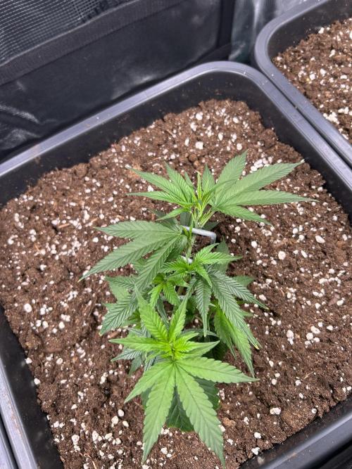 25 Liter Steckling/Cutting Grow. Week 2