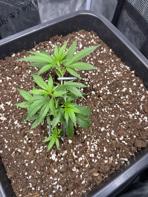 25 Liter Steckling/Cutting Grow. Week 2
