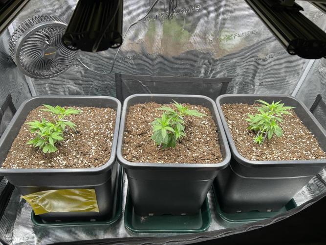 25 Liter Steckling/Cutting Grow. Week 2