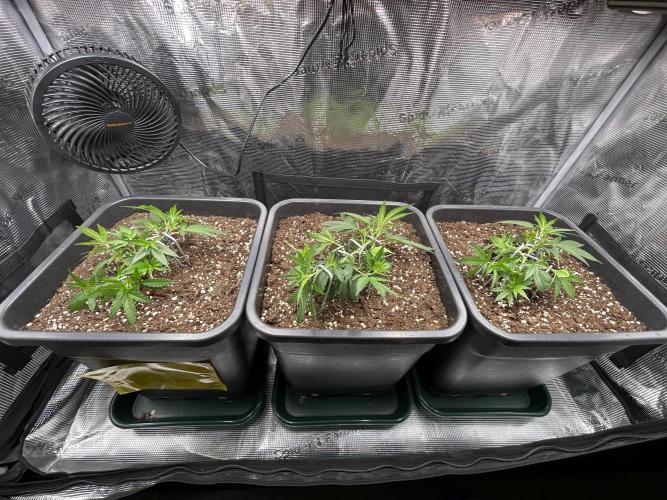 25 Liter Steckling/Cutting Grow. Week 3