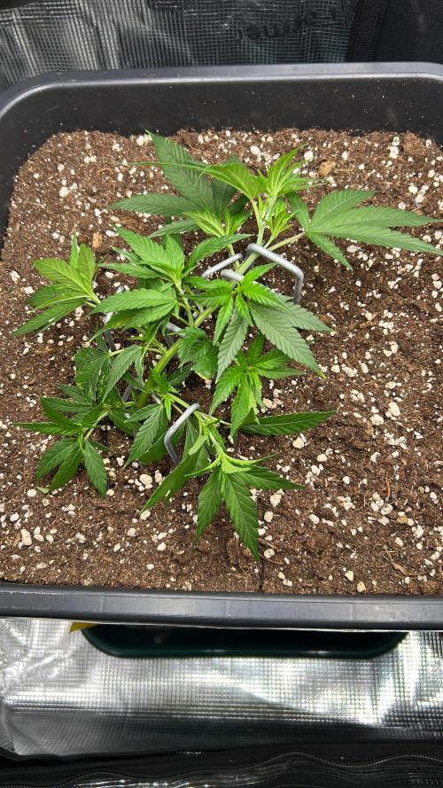 25 Liter Steckling/Cutting Grow. Week 3