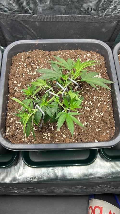 25 Liter Steckling/Cutting Grow. Week 3