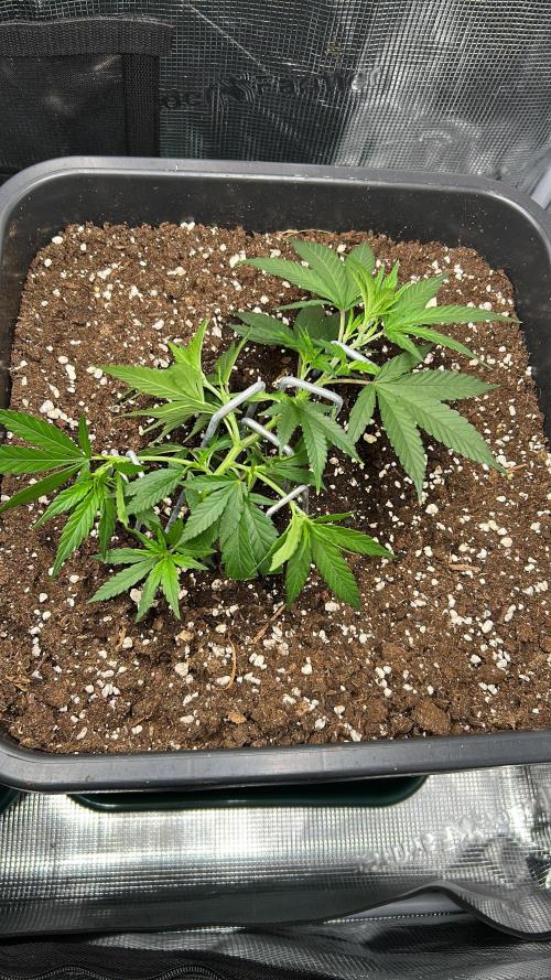 25 Liter Steckling/Cutting Grow. Week 3