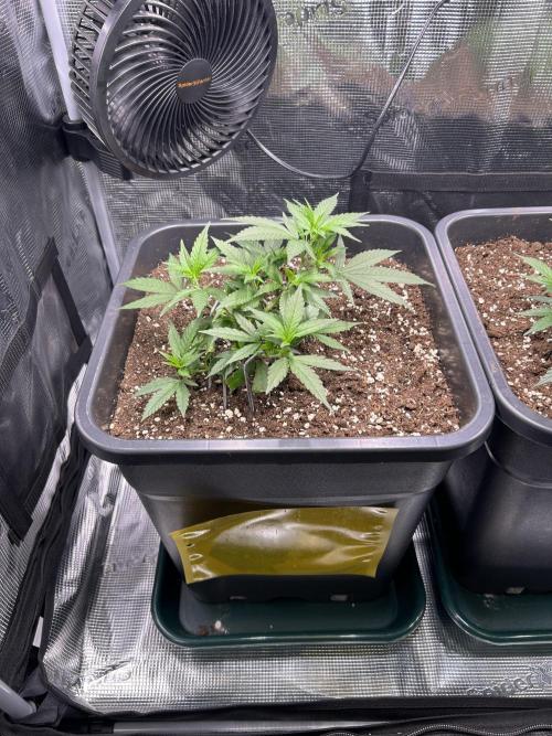 25 Liter Steckling/Cutting Grow. Week 3