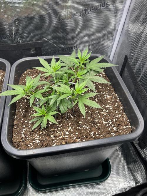 25 Liter Steckling/Cutting Grow. Week 3