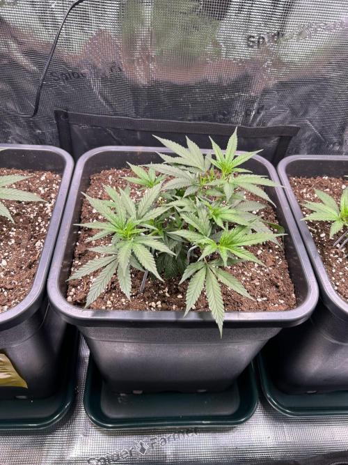 25 Liter Steckling/Cutting Grow. Week 3