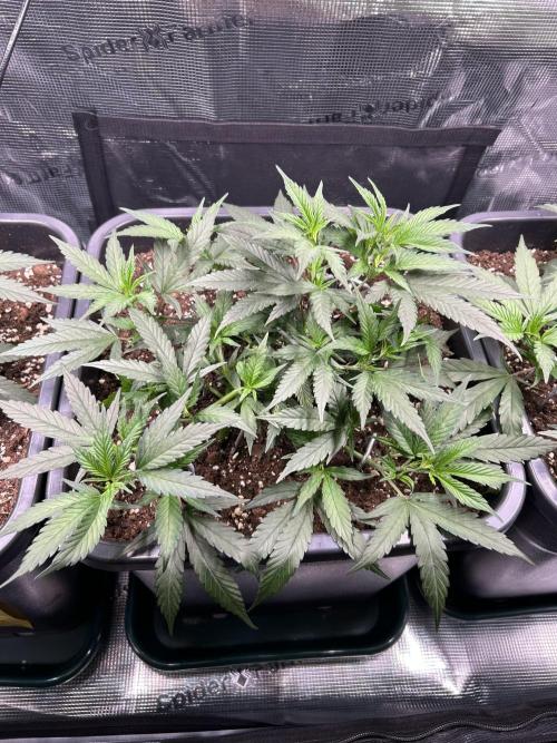 25 Liter Steckling/Cutting Grow. Week 4