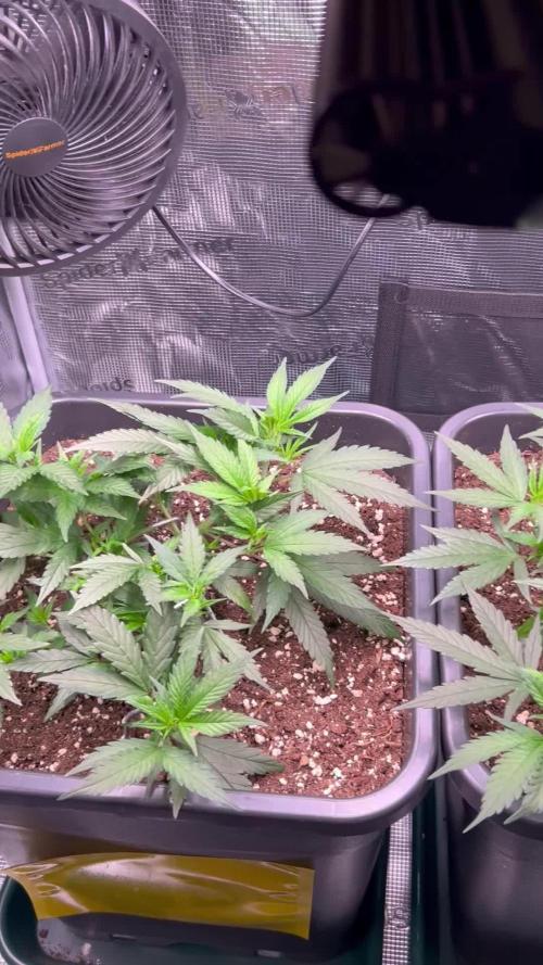 25 Liter Steckling/Cutting Grow