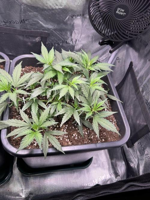 25 Liter Steckling/Cutting Grow. Week 4