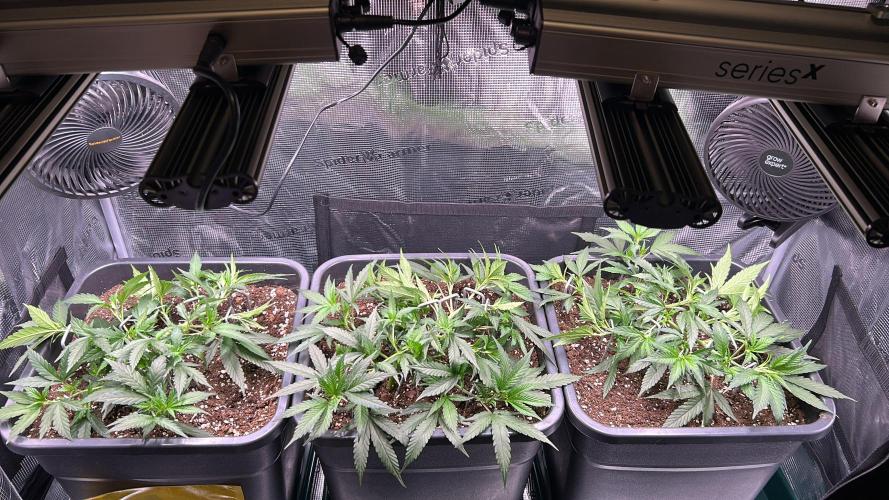 25 Liter Steckling/Cutting Grow. Week 4