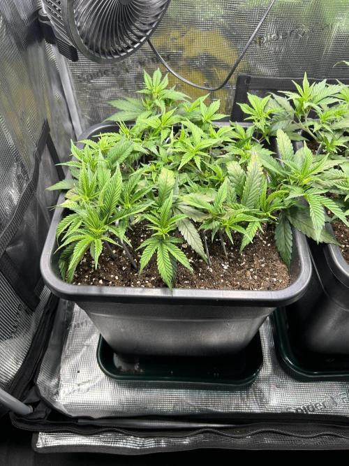 25 Liter Steckling/Cutting Grow. Week 5