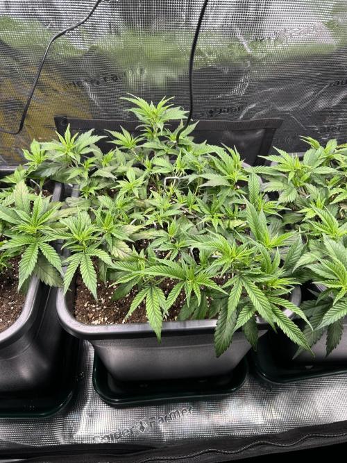 25 Liter Steckling/Cutting Grow. Week 5