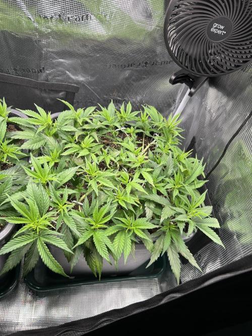 25 Liter Steckling/Cutting Grow. Week 5