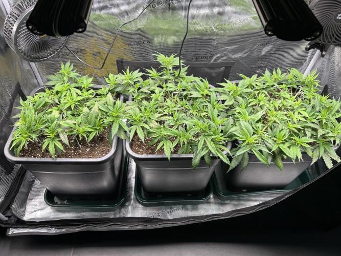 25 Liter Steckling/Cutting Grow. Week 5