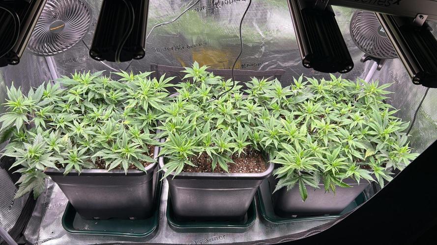 25 Liter Steckling/Cutting Grow. Week 5