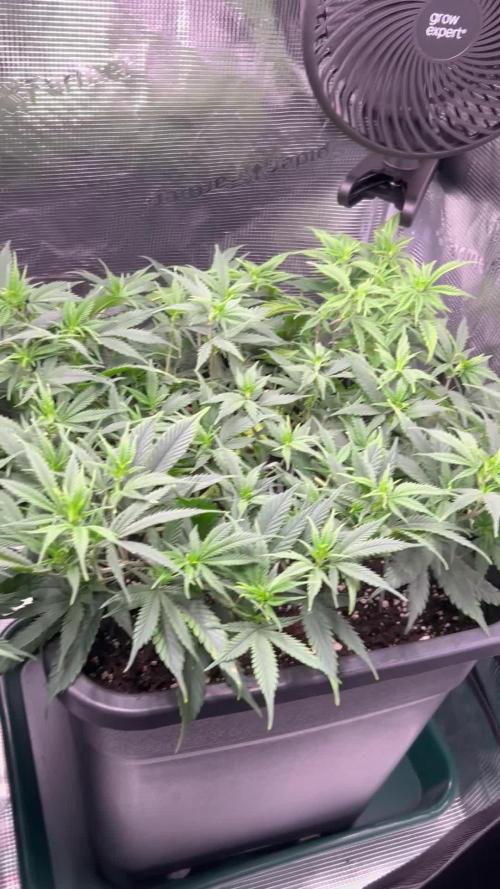 25 Liter Steckling/Cutting Grow