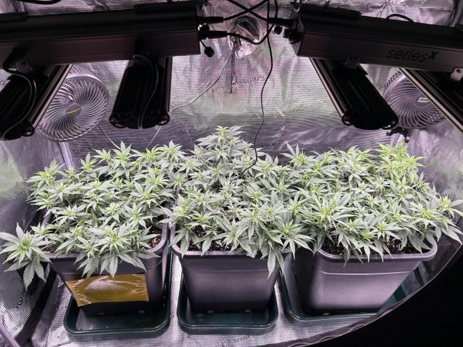 25 Liter Steckling/Cutting Grow. Week 6