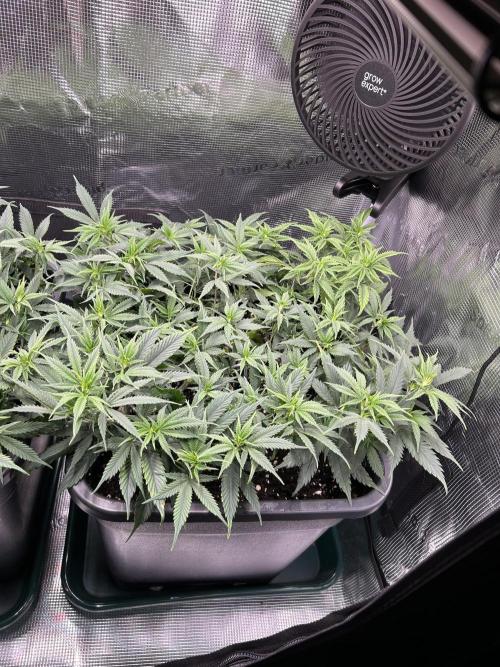 25 Liter Steckling/Cutting Grow. Week 6