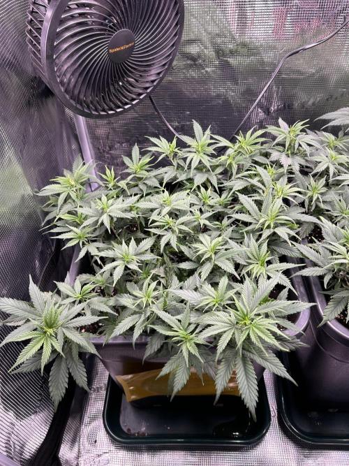 25 Liter Steckling/Cutting Grow. Week 6