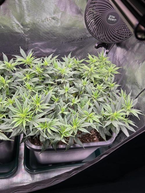 25 Liter Steckling/Cutting Grow. Week 6