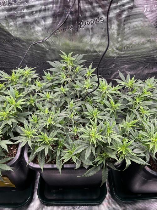 25 Liter Steckling/Cutting Grow. Week 6