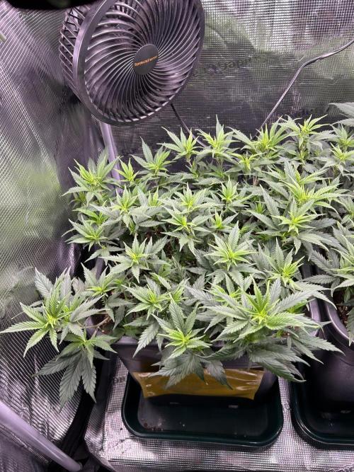 25 Liter Steckling/Cutting Grow. Week 6