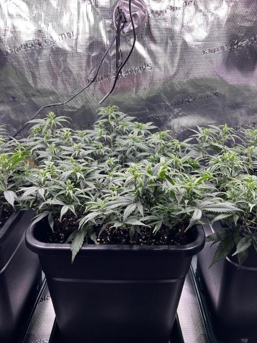 25 Liter Steckling/Cutting Grow. Week 7