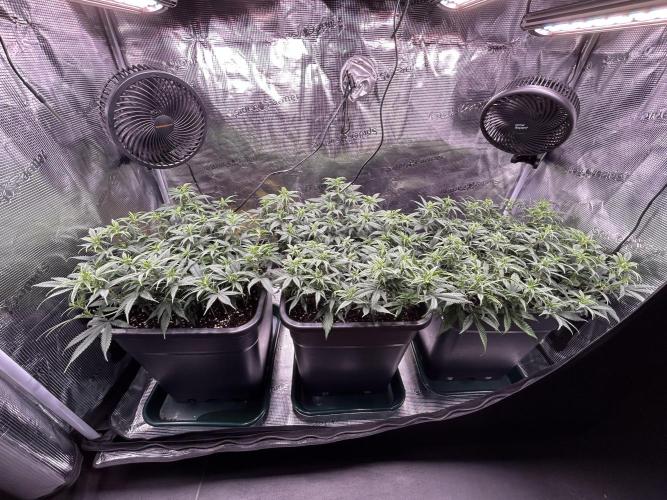 25 Liter Steckling/Cutting Grow. Week 7