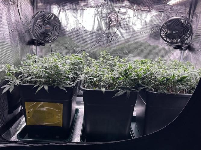 25 Liter Steckling/Cutting Grow. Week 7