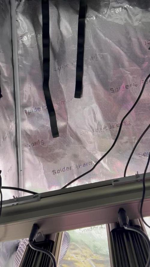 25 Liter Steckling/Cutting Grow