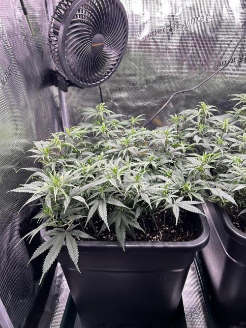 25 Liter Steckling/Cutting Grow. Week 7