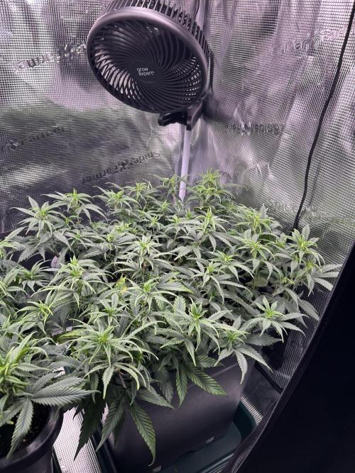 25 Liter Steckling/Cutting Grow. Week 7