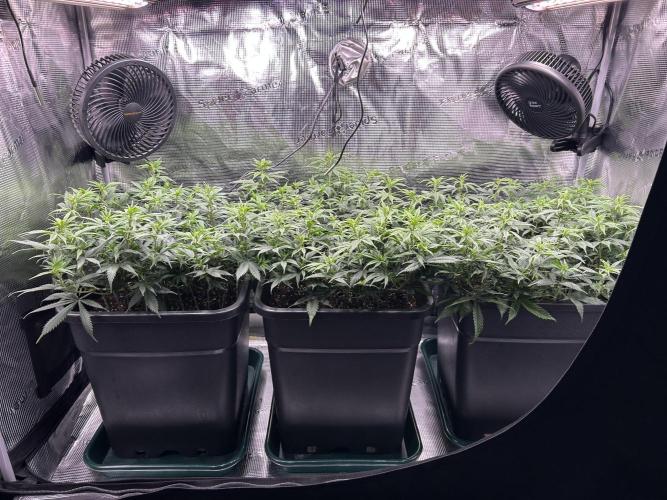 25 Liter Steckling/Cutting Grow. Week 7