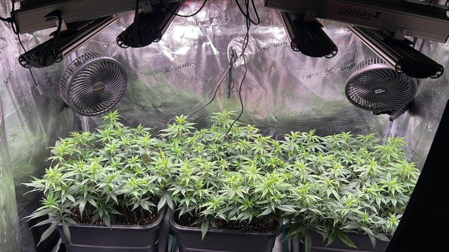 25 Liter Steckling/Cutting Grow. Week 7