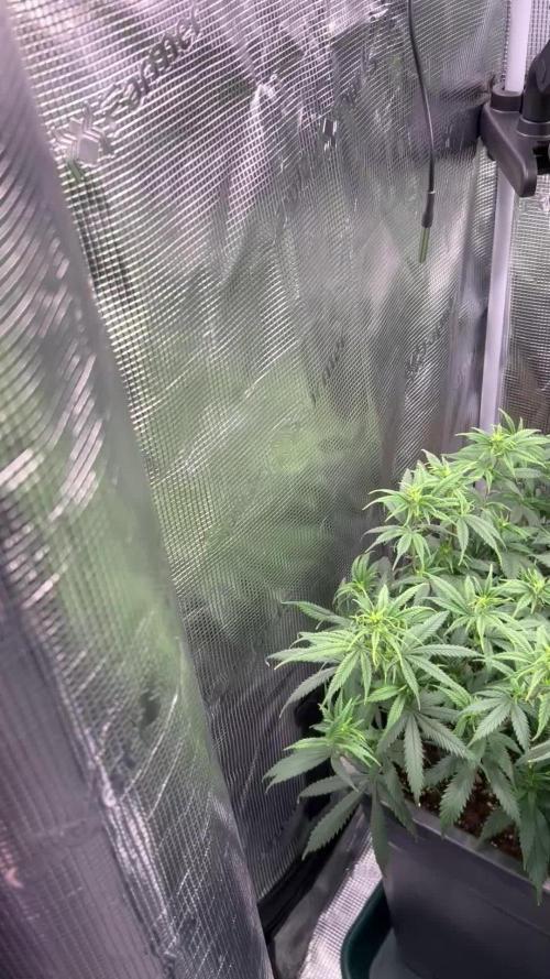 25 Liter Steckling/Cutting Grow