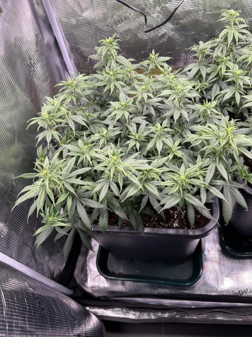 25 Liter Steckling/Cutting Grow. Week 8