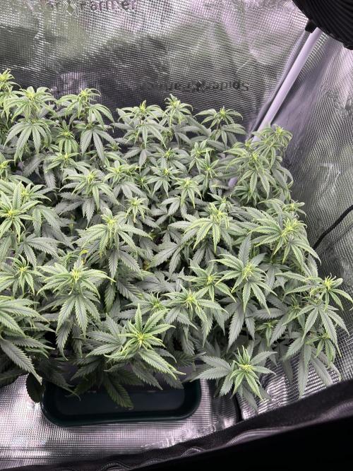 25 Liter Steckling/Cutting Grow. Week 8