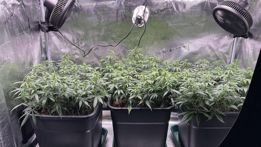 25 Liter Steckling/Cutting Grow. Week 8