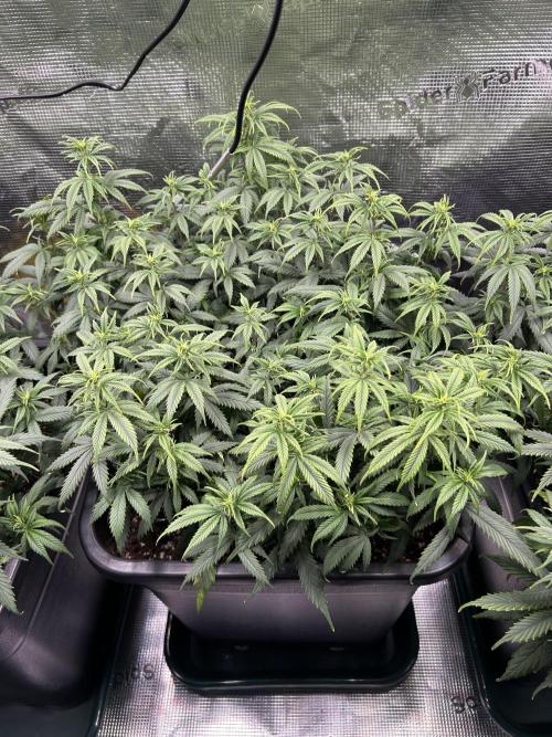 25 Liter Steckling/Cutting Grow. Week 8