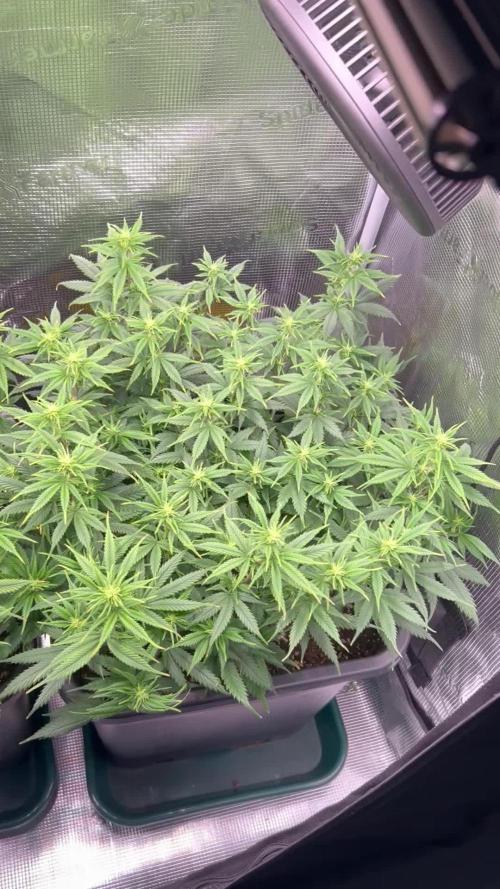 25 Liter Steckling/Cutting Grow