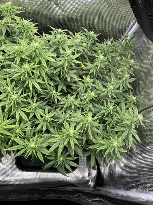 25 Liter Steckling/Cutting Grow. Week 10