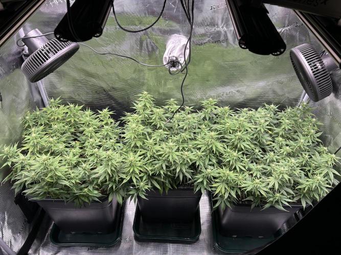 25 Liter Steckling/Cutting Grow. Week 10