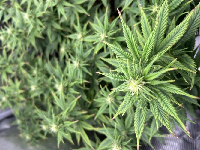 25 Liter Steckling/Cutting Grow. Week 10