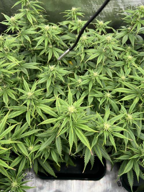 25 Liter Steckling/Cutting Grow. Week 10