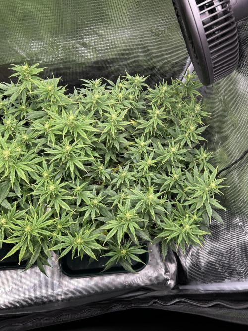 25 Liter Steckling/Cutting Grow. Week 10