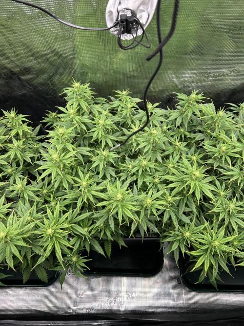 25 Liter Steckling/Cutting Grow. Week 10