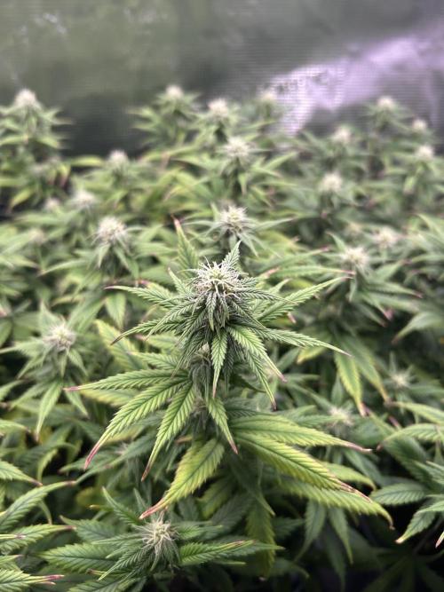 25 Liter Steckling/Cutting Grow. Week 11