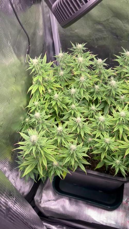 25 Liter Steckling/Cutting Grow