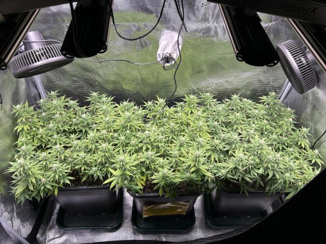 25 Liter Steckling/Cutting Grow. Week 11